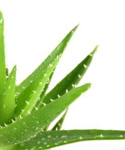 Aloe vera vôňa do mydla, sviečok a kozmetiky